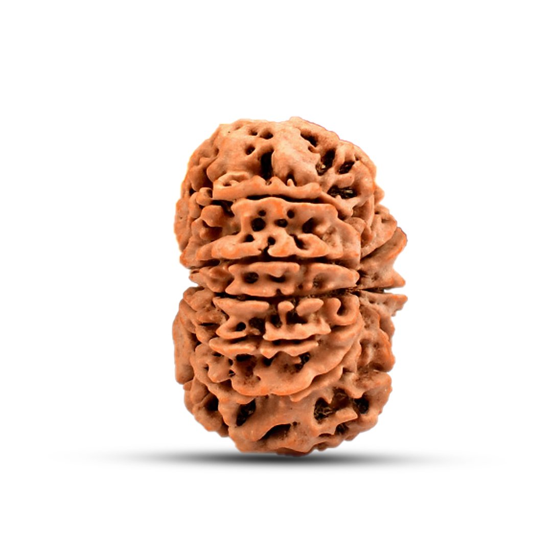 RG11MN1-02 "Natural 11 Mukhi Rudraksha bead symbolizing Lord Hanuman, known for protection, courage, and spiritual strength."
