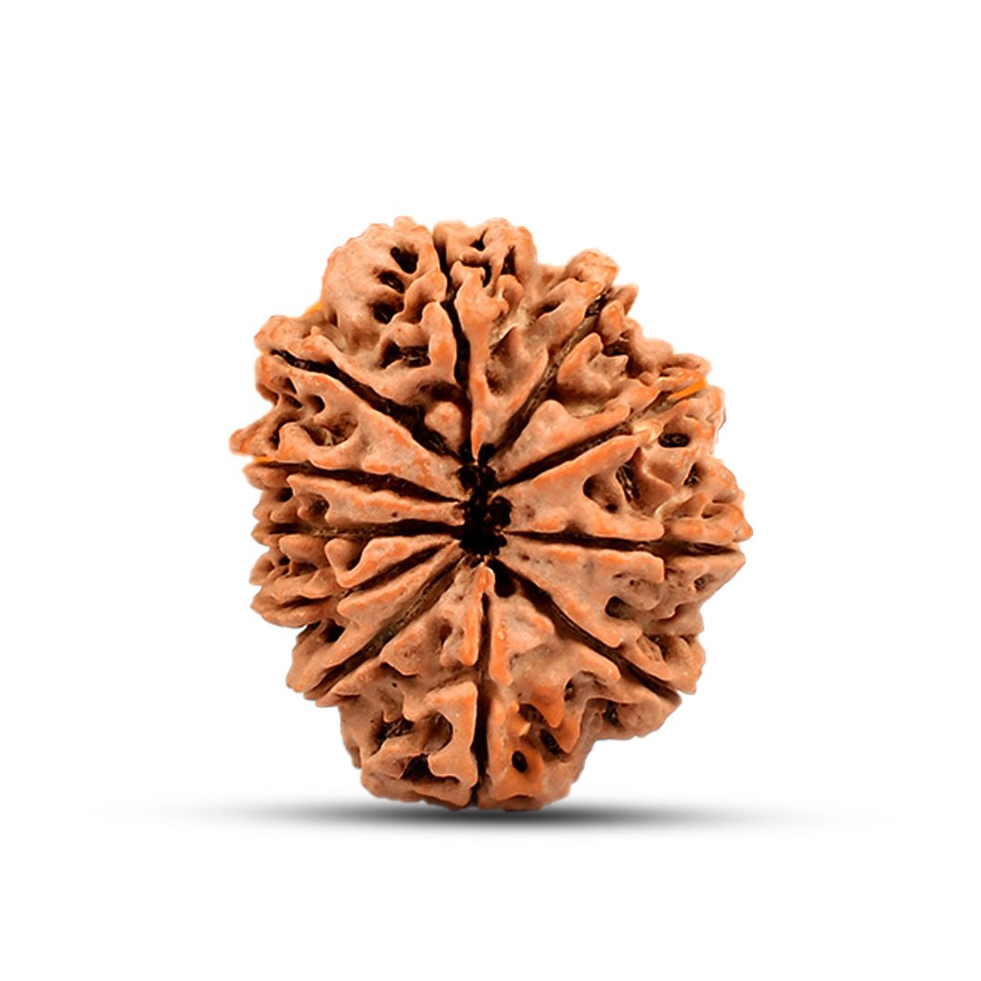 RG11MN1-03 "Natural 11 Mukhi Rudraksha bead symbolizing Lord Hanuman, known for protection, courage, and spiritual strength."