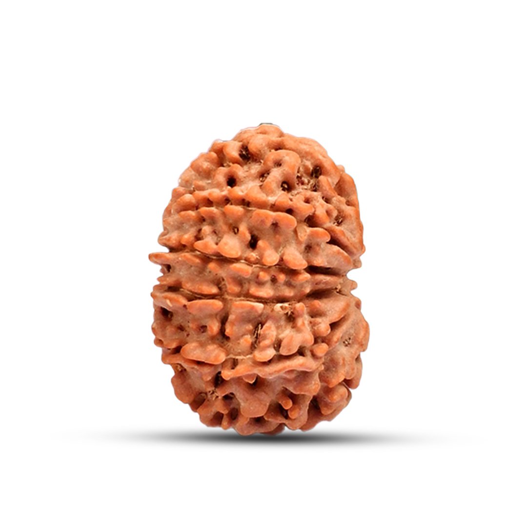 RG11MN2-02 "Natural 11 Mukhi Rudraksha bead symbolizing Lord Hanuman, known for protection, courage, and spiritual strength."