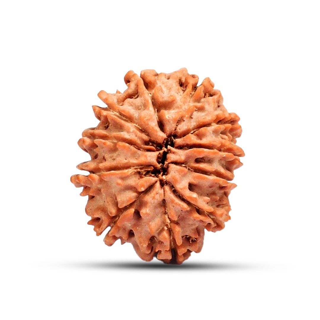 RG11MN2-03 "Natural 11 Mukhi Rudraksha bead symbolizing Lord Hanuman, known for protection, courage, and spiritual strength."
