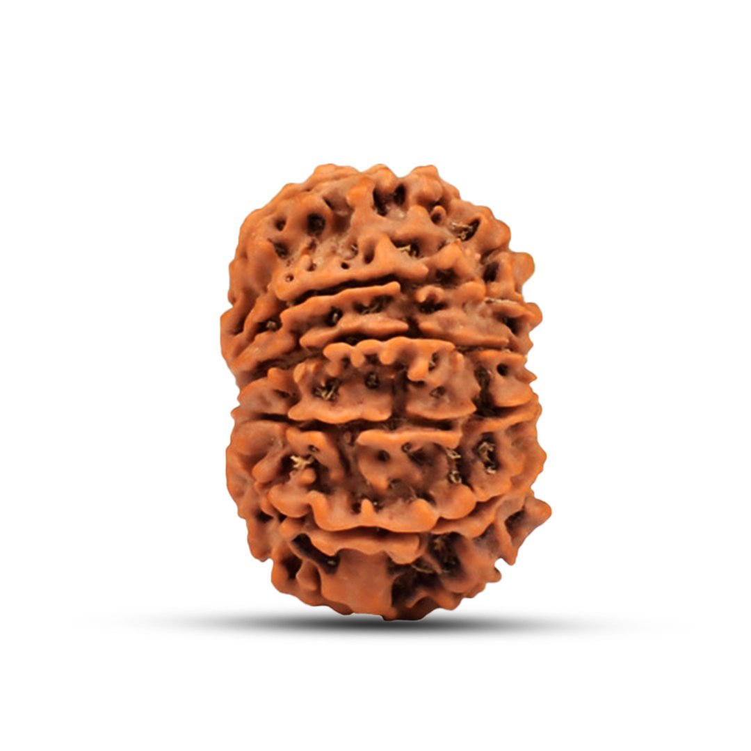 RG11MN3-02 "Natural 11 Mukhi Rudraksha bead symbolizing Lord Hanuman, known for protection, courage, and spiritual strength."