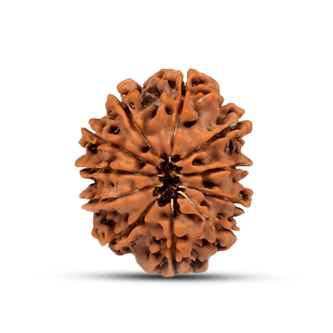 RG11MN3-03 "Natural 11 Mukhi Rudraksha bead symbolizing Lord Hanuman, known for protection, courage, and spiritual strength."