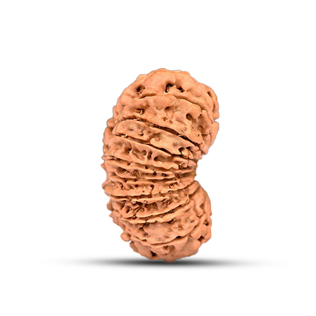 RG16MN1-02 "16 Mukhi Rudraksha from Nepal – The divine protector bead of Lord Mahamrityunjaya, offering fearlessness, health, and spiritual strength."