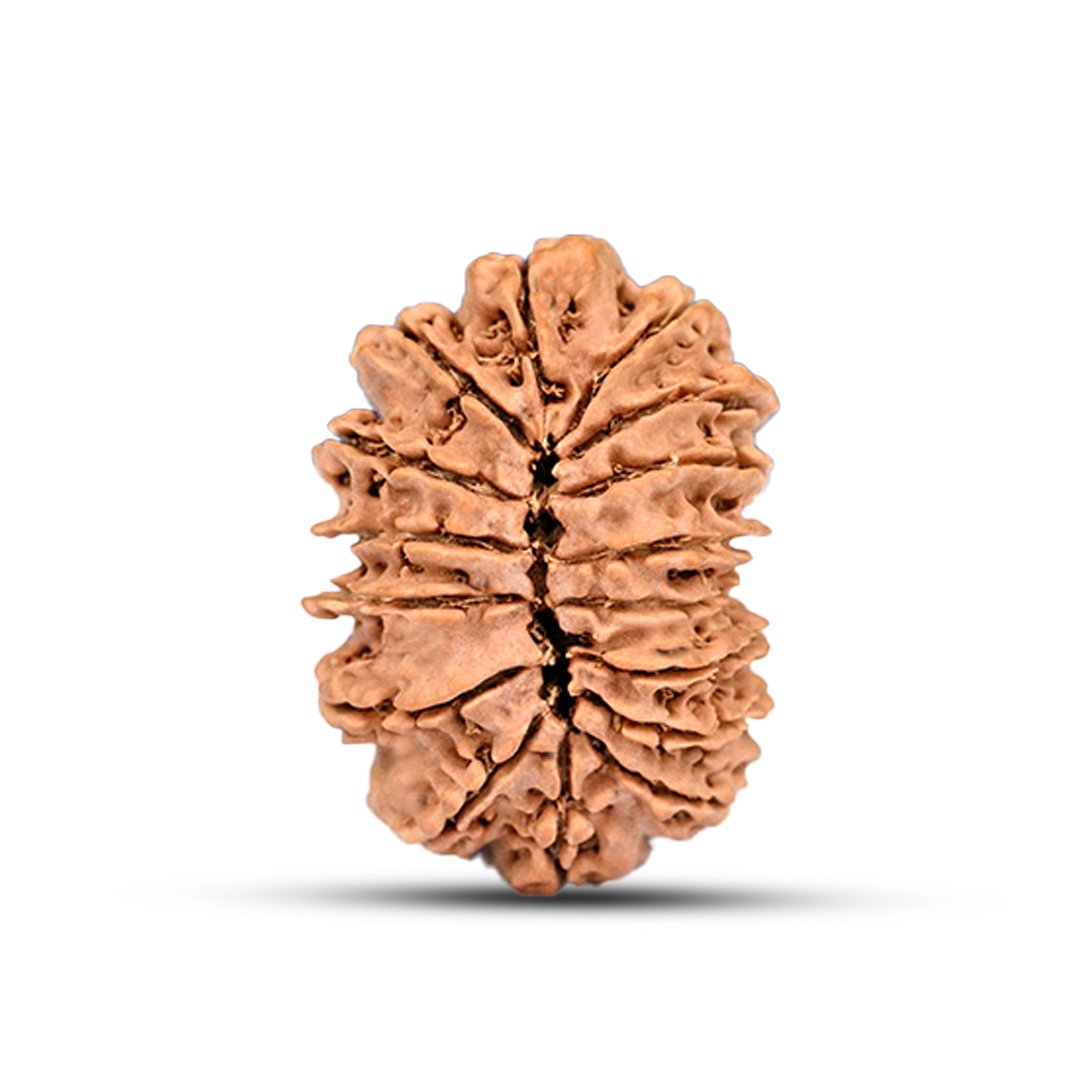 RG16MN1-03 "16 Mukhi Rudraksha from Nepal – The divine protector bead of Lord Mahamrityunjaya, offering fearlessness, health, and spiritual strength."