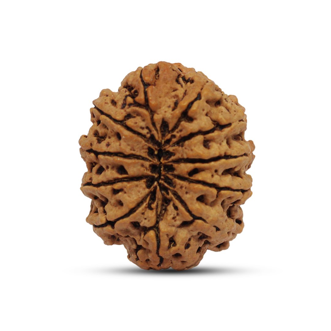 RG11MN11-2 "11 Mukhi Rudraksha from Nepal – A divine bead infused with Lord Hanuman’s blessings, enhancing courage, wisdom, and spiritual strength."