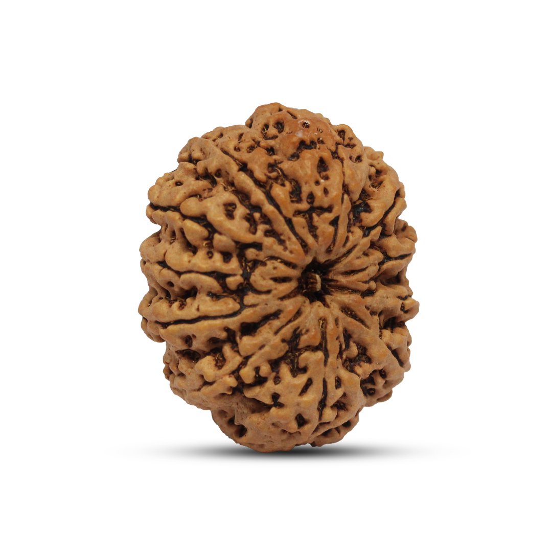 RG11MN11-3 "11 Mukhi Rudraksha from Nepal – A divine bead infused with Lord Hanuman’s blessings, enhancing courage, wisdom, and spiritual strength."