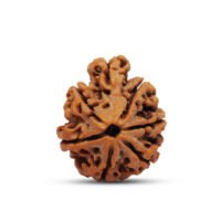 Nepal Savar-Naag Rudraksha