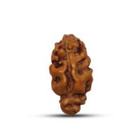 Indonesian 1 mukhi Rudraksha