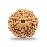 Indonesian 10 mukhi Rudraksha