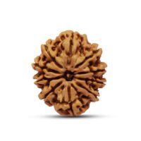 Nepal 10 mukhi Rudraksha