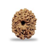 Indonesian 11 mukhi Rudraksha