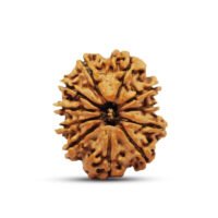 Nepal 11 mukhi Rudraksha