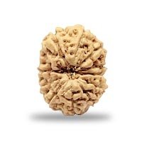 Indonesian 12 mukhi Rudraksha