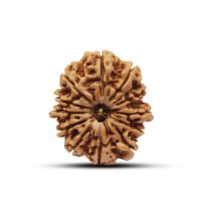 Nepal 12 mukhi Rudraksha