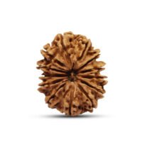 Nepal 13 mukhi Rudraksha