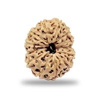 Indonesian 13 mukhi Rudraksha