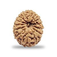 Indonesian 14 mukhi Rudraksha