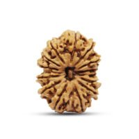 Nepal 14 mukhi Rudraksha