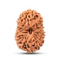 Indonesian 15 mukhi Rudraksha