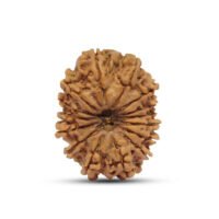 Nepal 15 mukhi Rudraksha