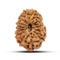 Indonesian 16 mukhi Rudraksha