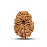 Java Indonesian Rudraksha