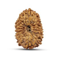 Indonesian 17 mukhi Rudraksha