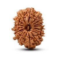 Nepal 17 mukhi Rudraksha