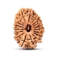 Nepal 18 mukhi Rudraksha