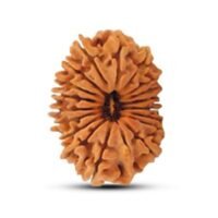 Nepal 16 mukhi Rudraksha