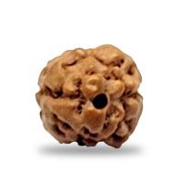 Indonesian 2 mukhi Rudraksha