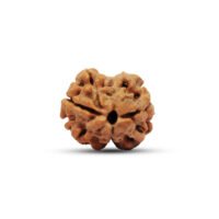 Nepal 2 mukhi Rudraksha