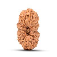 Indonesian 20 mukhi Rudraksha