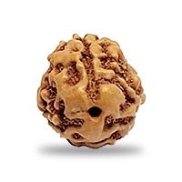 Indonesian 3 mukhi Rudraksha