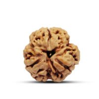 Nepal 3 mukhi Rudraksha