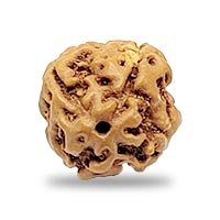 Indonesian 4 mukhi Rudraksha