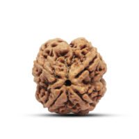 Nepal 4 mukhi Rudraksha