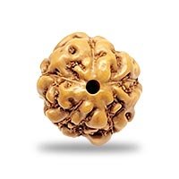 Indonesian 5 mukhi Rudraksha