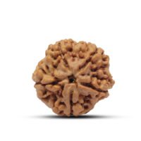 Nepal 5 mukhi Rudraksha