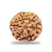 Indonesian 6 mukhi Rudraksha