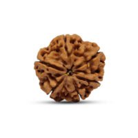 Nepal 6 mukhi Rudraksha