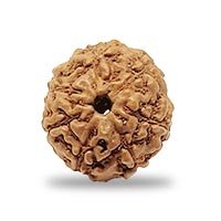 Indonesian 7 mukhi Rudraksha