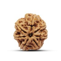 Nepal 7 mukhi Rudraksha