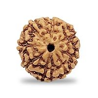 Indonesian 8 mukhi Rudraksha