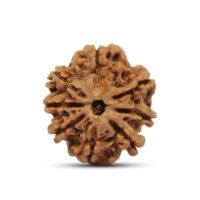 Nepal 8 mukhi Rudraksha