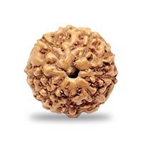 Indonesian 9 mukhi Rudraksha