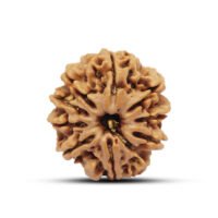 Nepal 9 mukhi Rudraksha