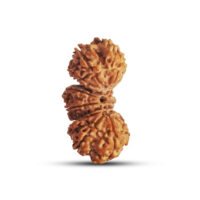 Nepal Trijuti Rudraksha