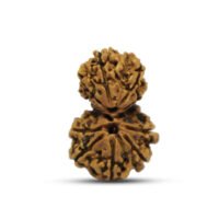 Nepal Garbh Gauri Rudraksha