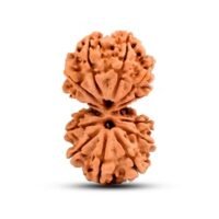 Nepal Gauri Shankar Rudraksha